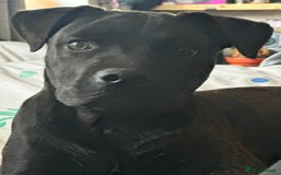 Staffordshire Bull Terrier dogs for sale: Staffy male  - Image 1