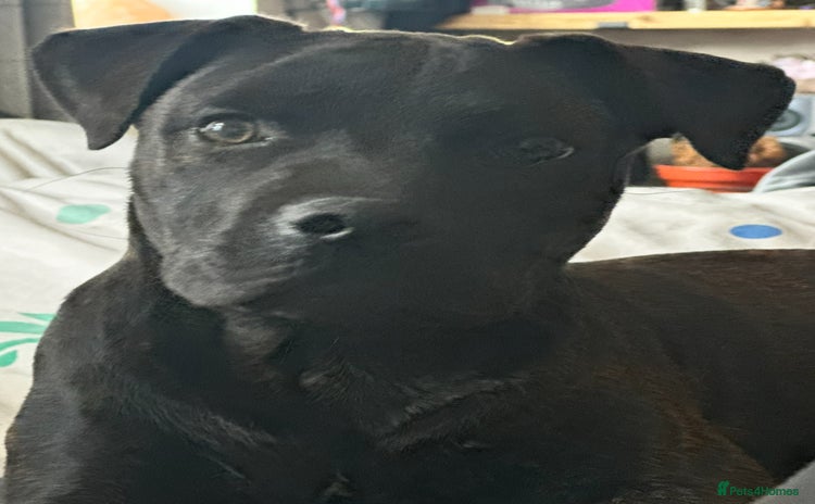 Staffordshire Bull Terrier dogs - Advert 14