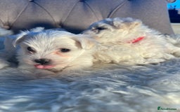Mixed Breed dogs for sale: Bichon Maltese puppies!!! 3 girls and 1 boy!!! - Image 2