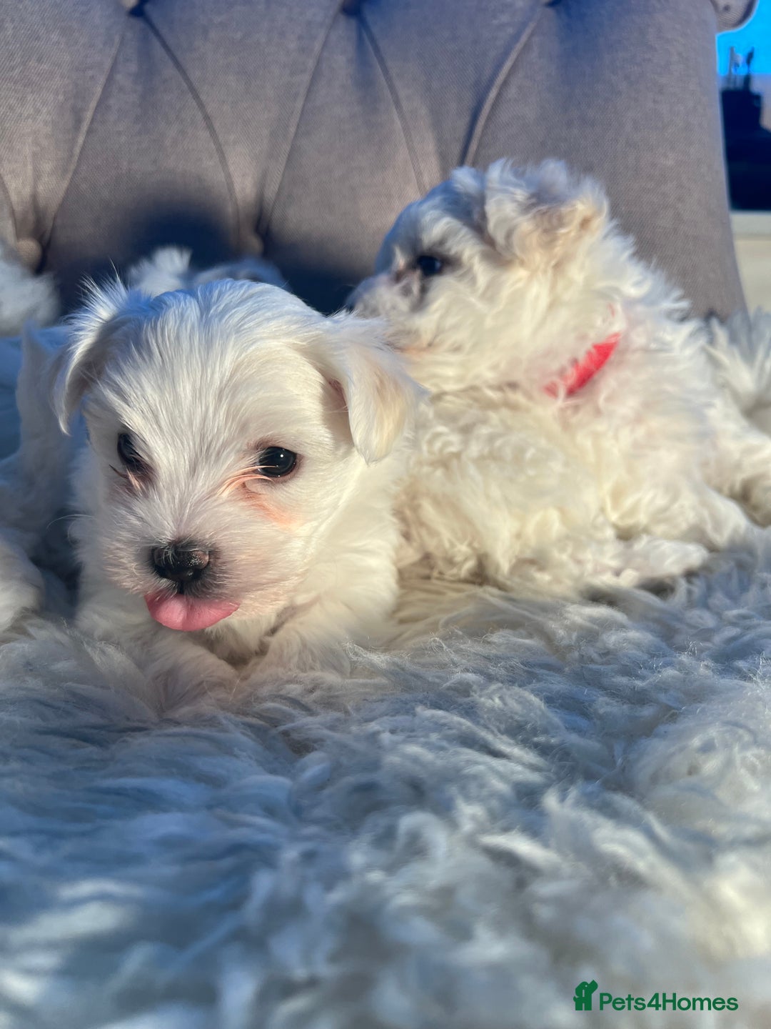 Mixed Breed dogs for sale: Bichon Maltese puppies!!! 3 girls and 1 boy!!! - Image 2