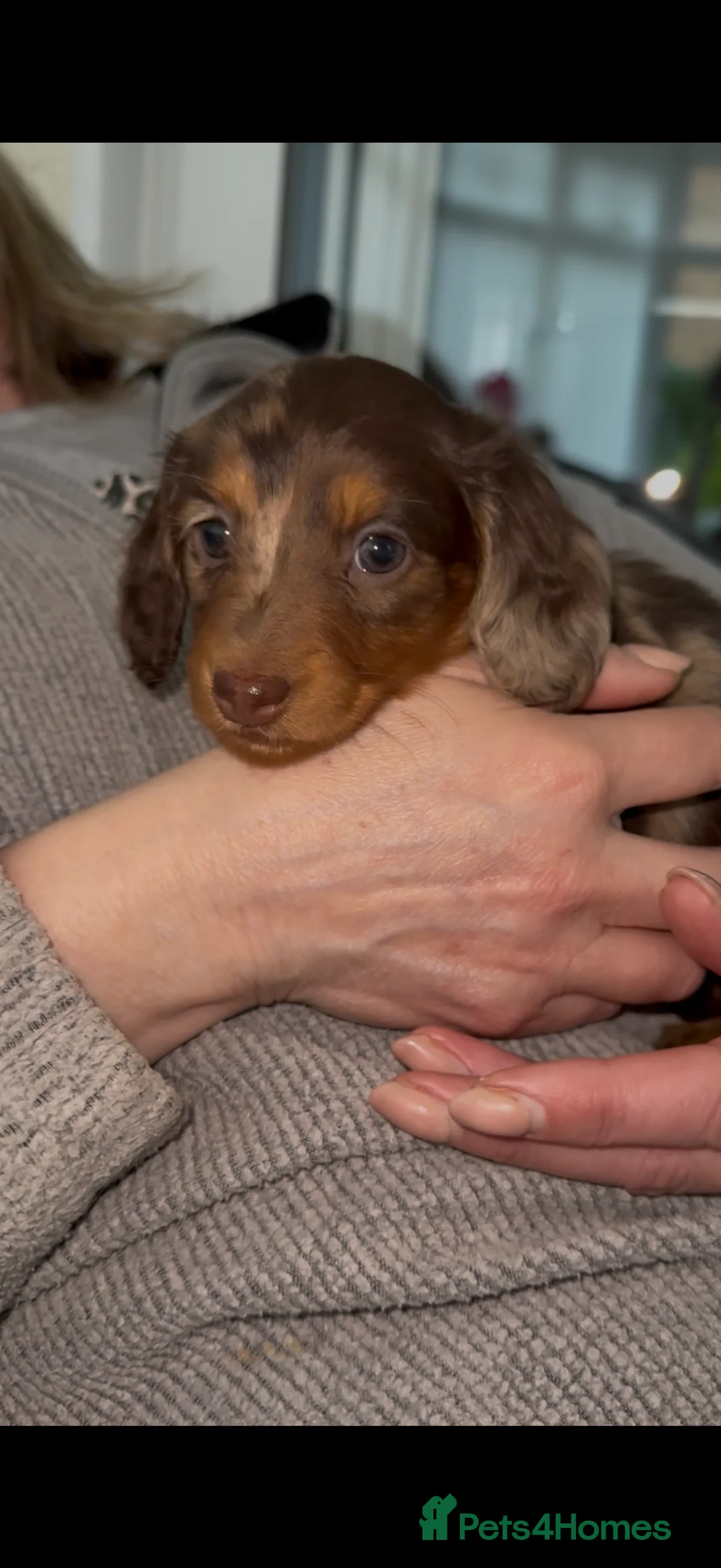 Miniature Dachshund dogs for sale: BEAUTIFUL LONG HAIRED MINIATURE DACHSHUNDS KC REG - Advert 22