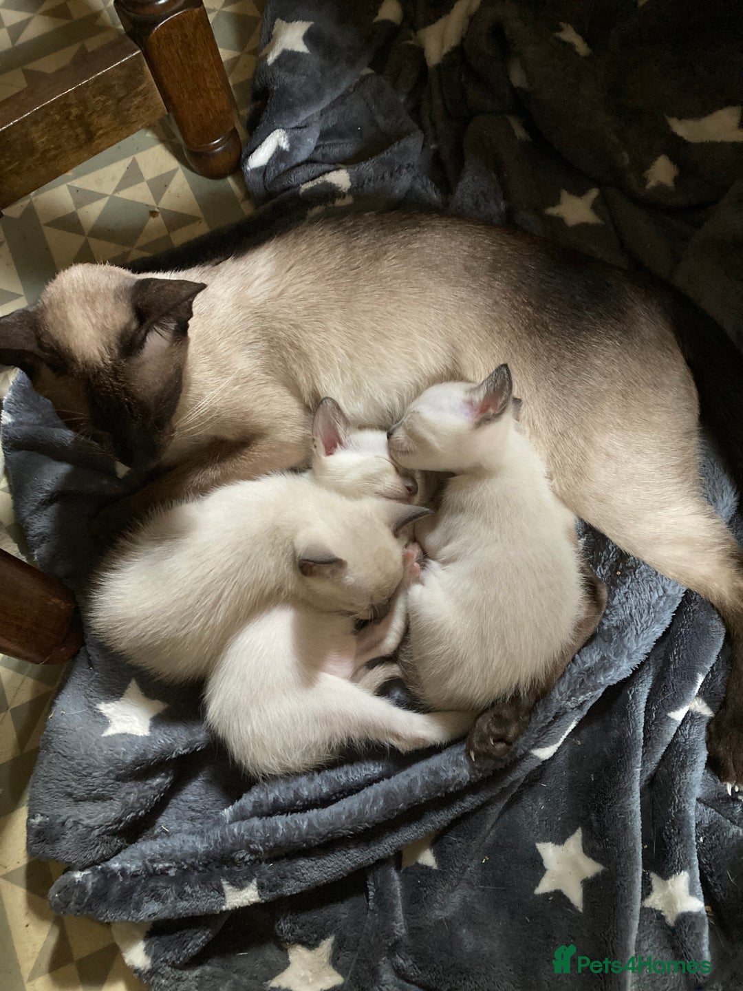 Siamese cats for sale: Siamese kittens - Image 6