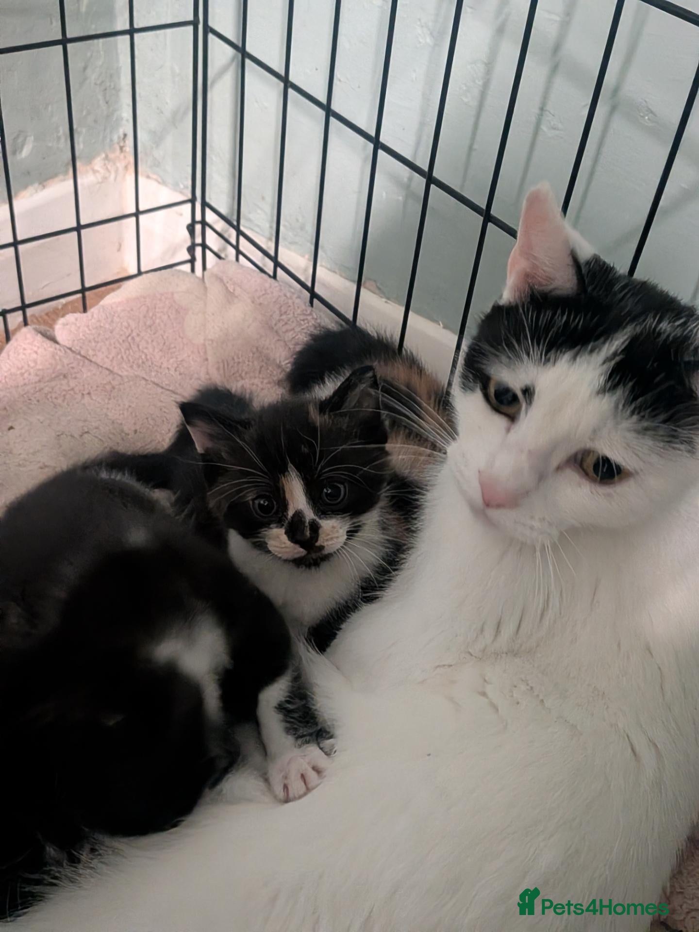 Mixed Breed cats Very loved, playful, socialised kittens  - Advert 1