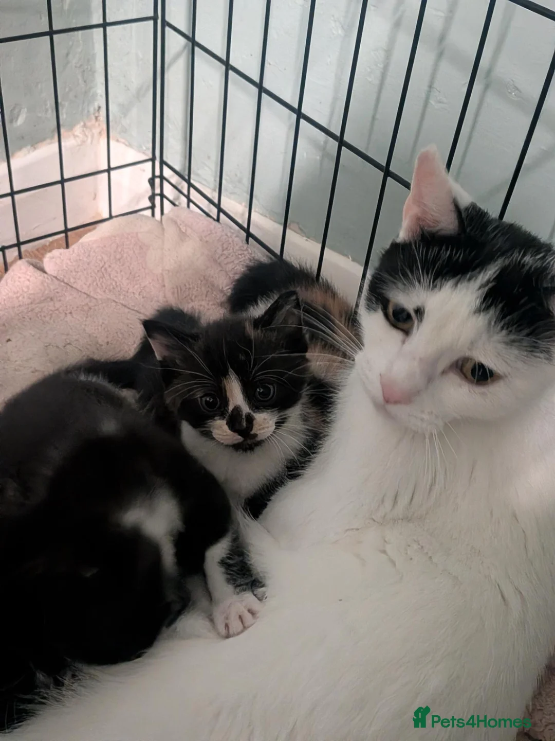 Mixed Breed cats for sale: Very loved, playful, socialised kittens  - Advert 1