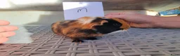 Guinea Pig rodents for sale: Baby Guinea Pigs  in Usk - Advert 6
