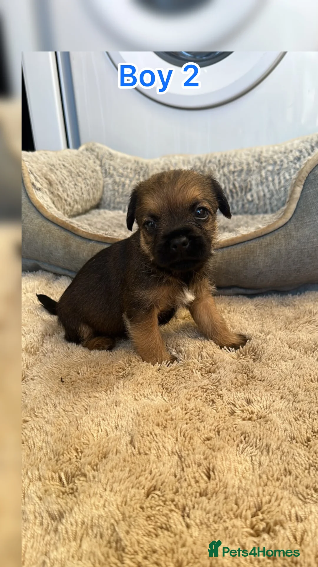 Border Terrier dogs for sale: Border terrier puppy’s  - Advert 2
