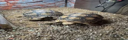 Tortoise reptiles for sale: 2 leopard tortoise with full setup in Bolton - Advert 1