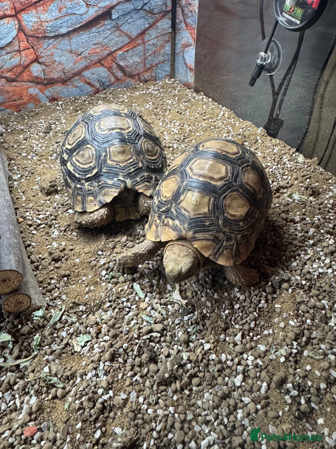 Tortoise reptiles for sale: 2 leopard tortoise with full setup in Bolton - Advert 1