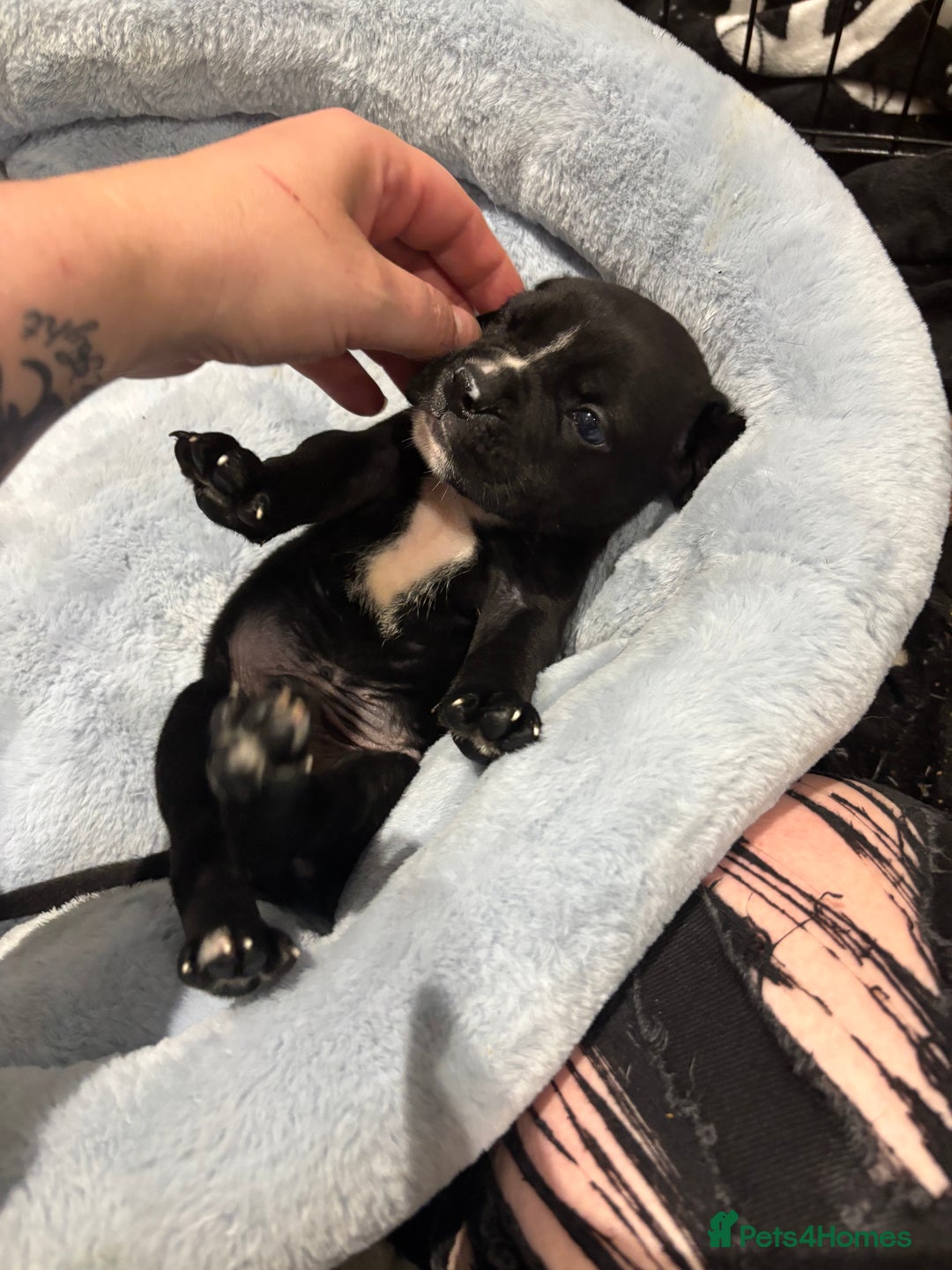 Mixed Breed dogs for sale: canó corso cross british bulldog puppy’s  - Image 6