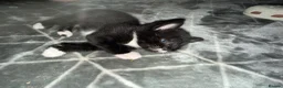 Mixed Breed cats for sale: Adorable tuxedo kittens  in Andover - Advert 7