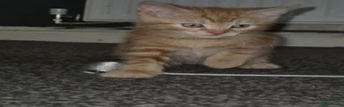Mixed Breed Kitten 3