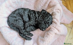 Cockapoo dogs for sale: Adorable Puppies Looking for Their Forever Homes! - Image 20