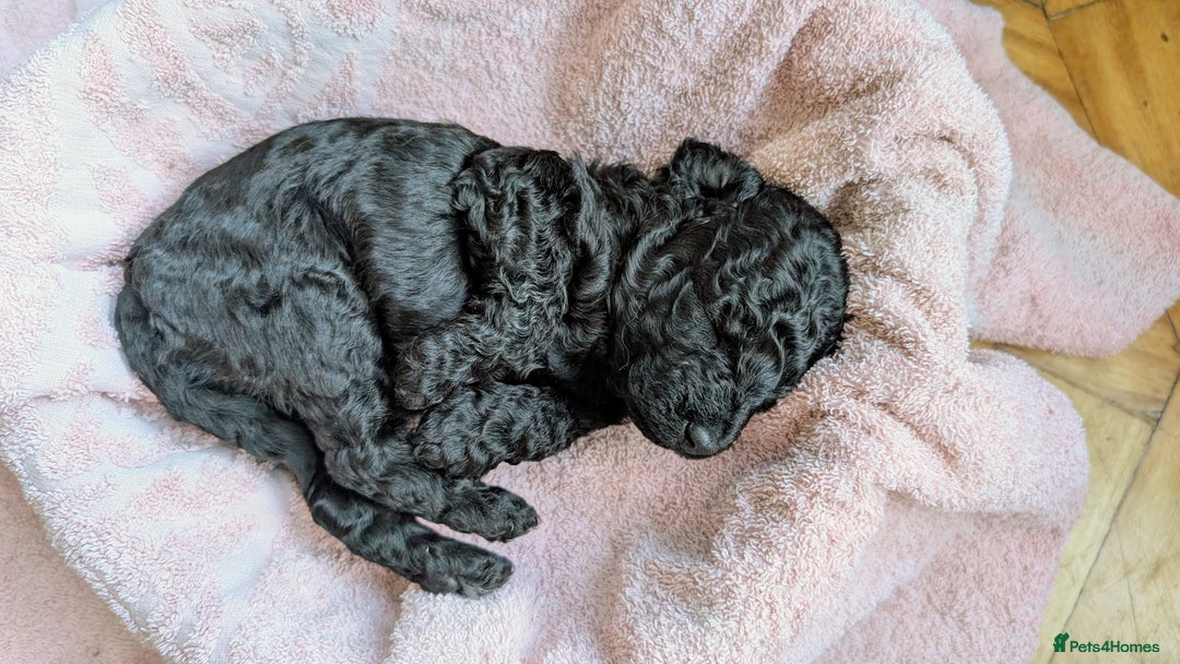 Cockapoo dogs for sale: Adorable Puppies Looking for Their Forever Homes! - Image 20