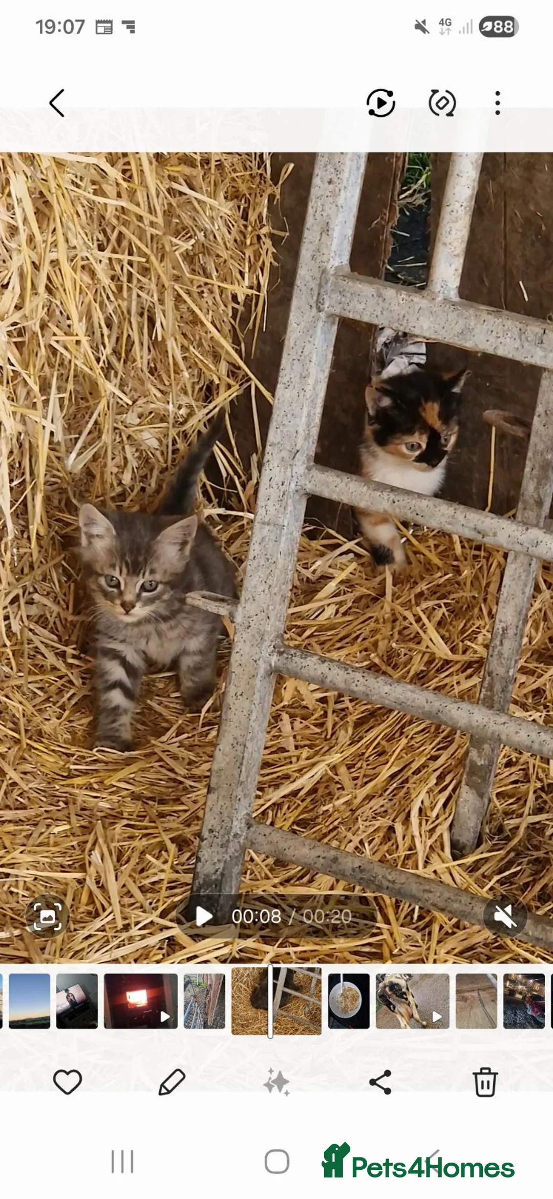 Mixed Breed cats for sale: Grey and tortoise shell kitten - Advert 2