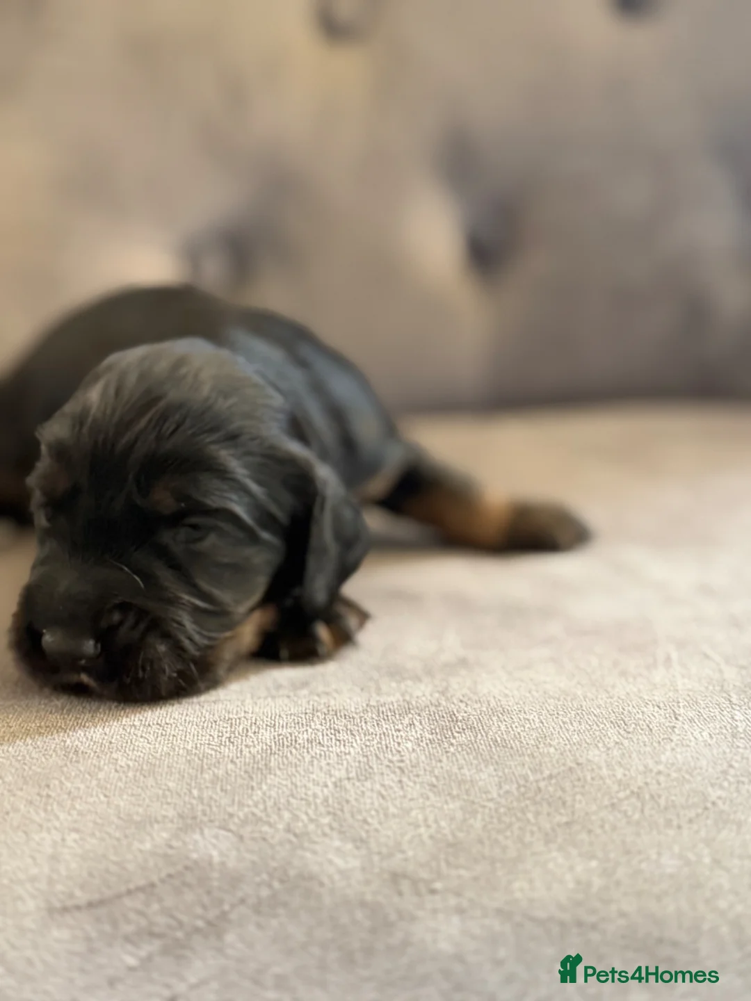 Cocker Spaniel dogs for sale: cocker spaniel puppies  in Kettering - Advert 2