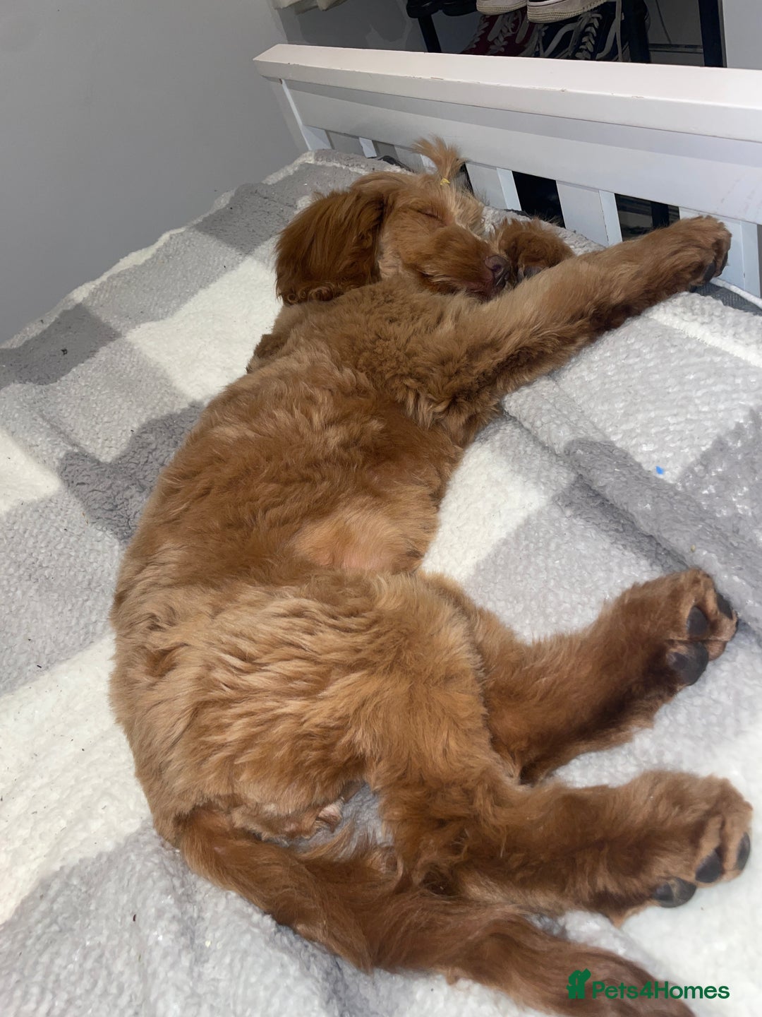 Cockapoo dogs for sale: 1 female cockapoo left from the litter  - Advert 1