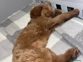 Cockapoo dogs 1 female cockapoo left from the litter - Advert 1