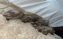 Miniature Dachshund dogs for sale: Miniature Dachshund Puppies - Image 1
