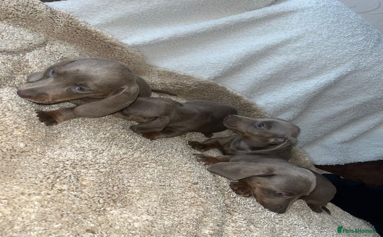 Miniature Dachshund dogs - Advert 1
