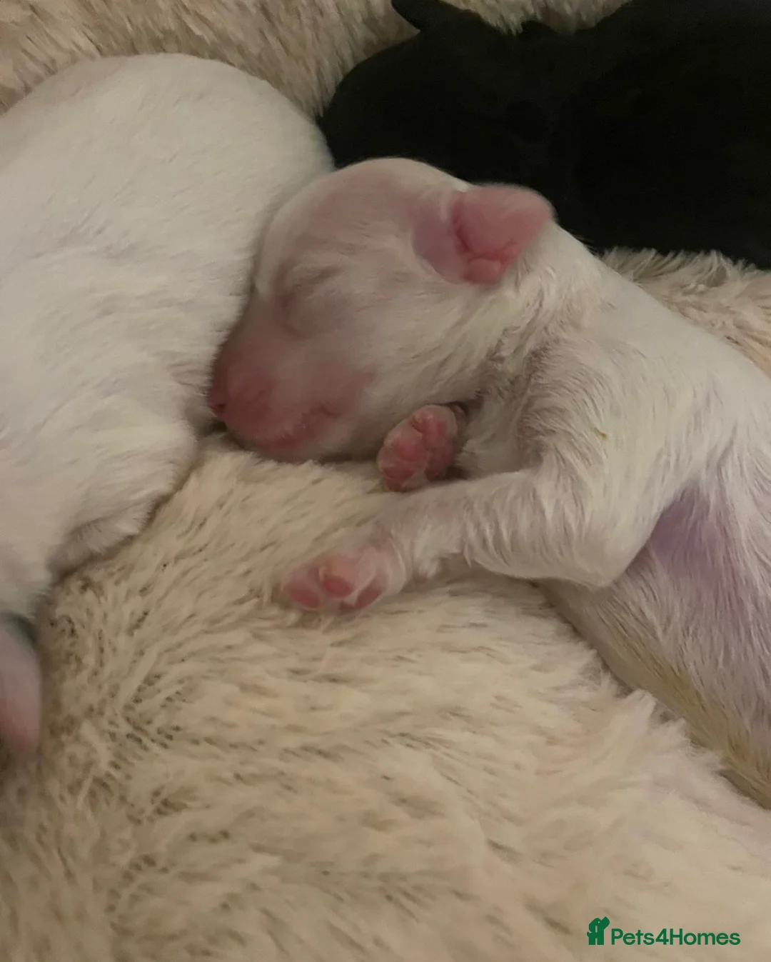 Cockapoo dogs for stud: Black and white partie cockapoo for stud in Maidstone - Advert 8