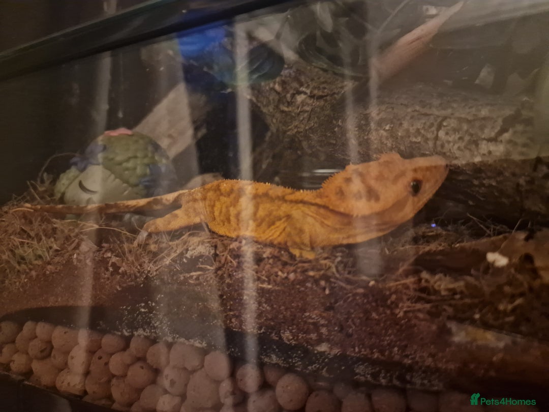 Gecko reptiles for sale: Crested Gecko and set up - Image 5