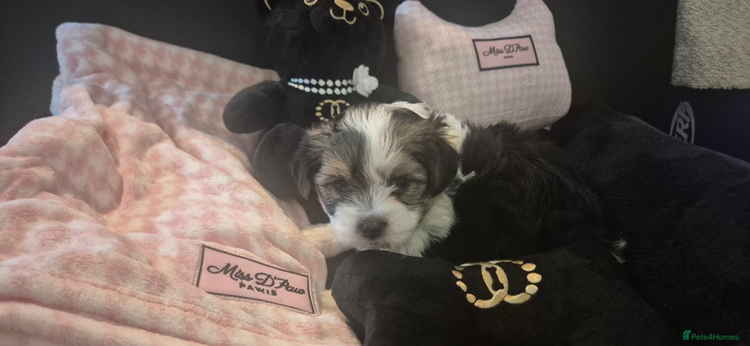 Biewer Terrier dogs for sale: Beautiful Biewer Yorkshire terriers Puppies  - Advert 3