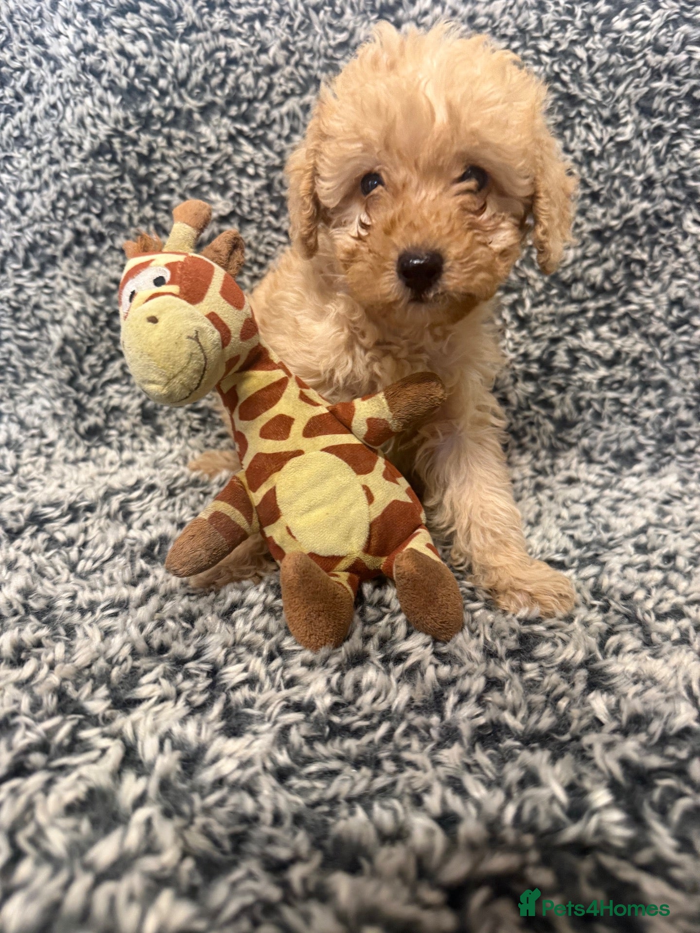 Labradoodle dogs Beautiful small / miniature labradoodles  - Advert 2
