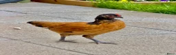 Chickens poultry for sale: 1 rare vorwerk 2 Sweedishflower, lace Wyandotte  in Telford - Advert 3
