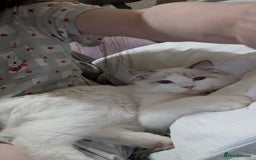 Ragdoll cats for sale: GCCF REGISTERED LILAC RAGDOLL NON ACTIVE  - Image 1