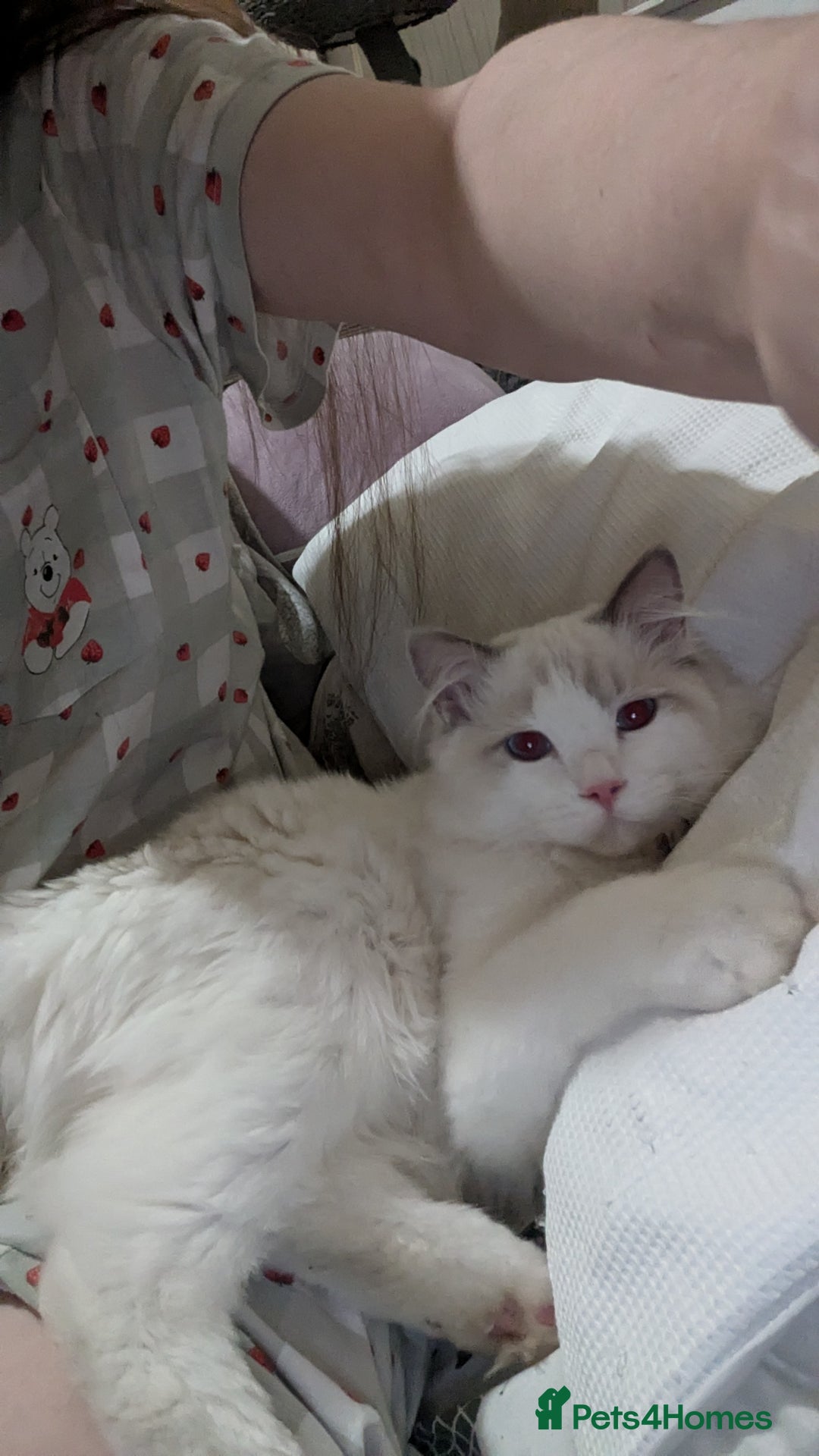 Ragdoll cats for sale: GCCF REGISTERED LILAC RAGDOLL NON ACTIVE  - Image 1