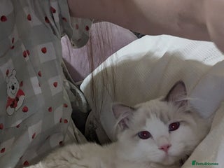 Ragdoll cats - Advert 5