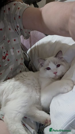 Ragdoll cats - Advert 2