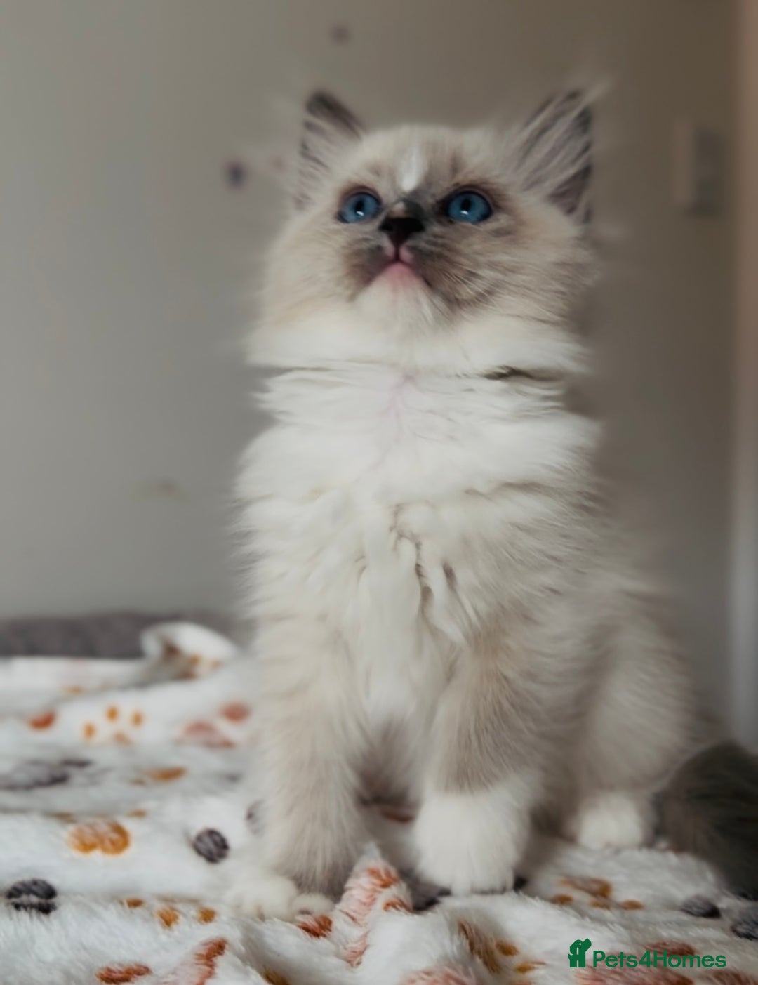 Ragdoll cats for sale: 💙🐾Tica full Pedigree🐾EU Ragdoll 🐱🐾DNA Clear - Image 19
