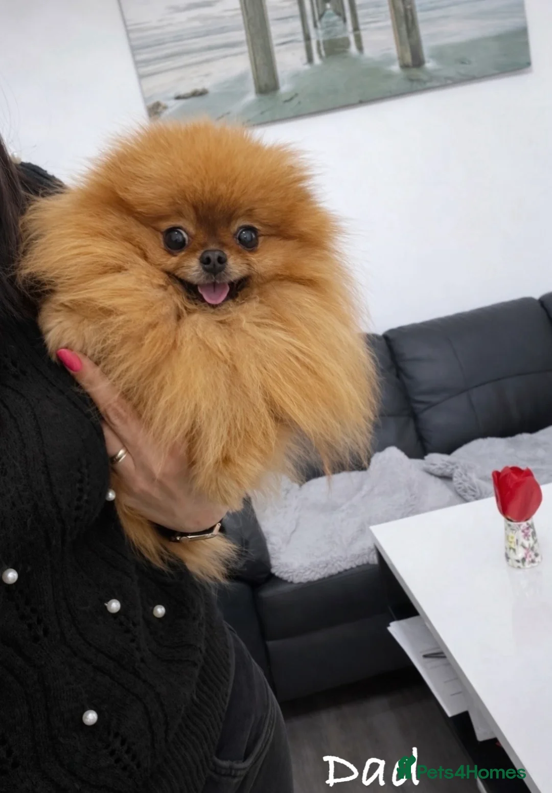 Pomeranian dogs for sale: Top Quality🔥Very Tiny🐻 - Advert 33