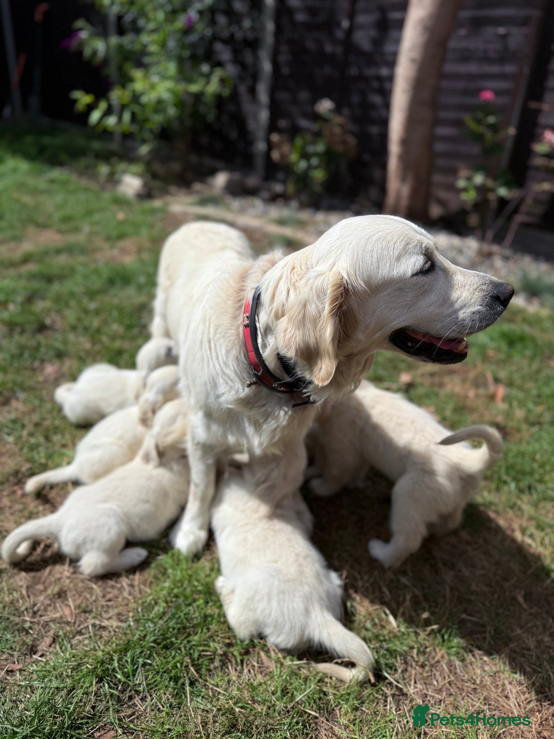Golden Retriever dogs for sale: 1 LEFT *Ready to Go* Golden Retriever puppies 🐾 - Image 5