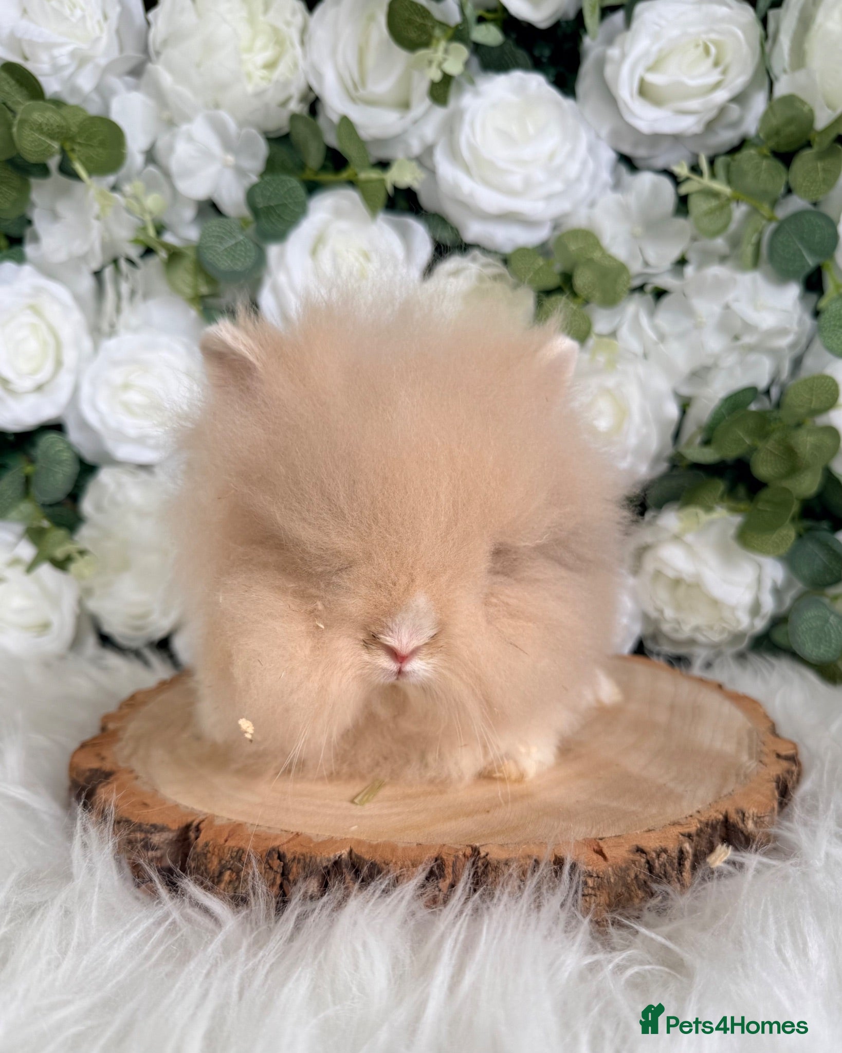 Lionhead rabbits 🤍 Boy Lionhead Ready Now 🤍 xxx - Advert 8