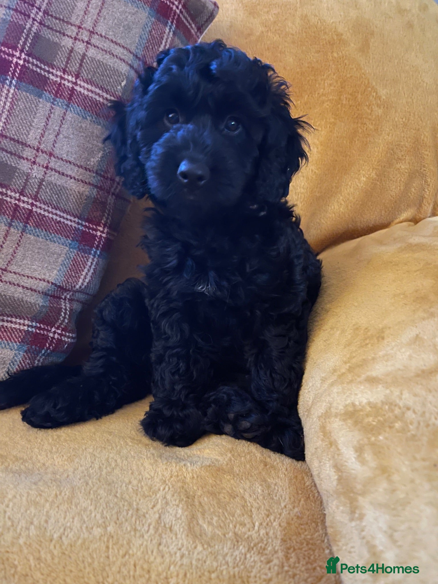 Cockapoo dogs Beautiful Cockapoo puppies - exceptional standard - Advert 2