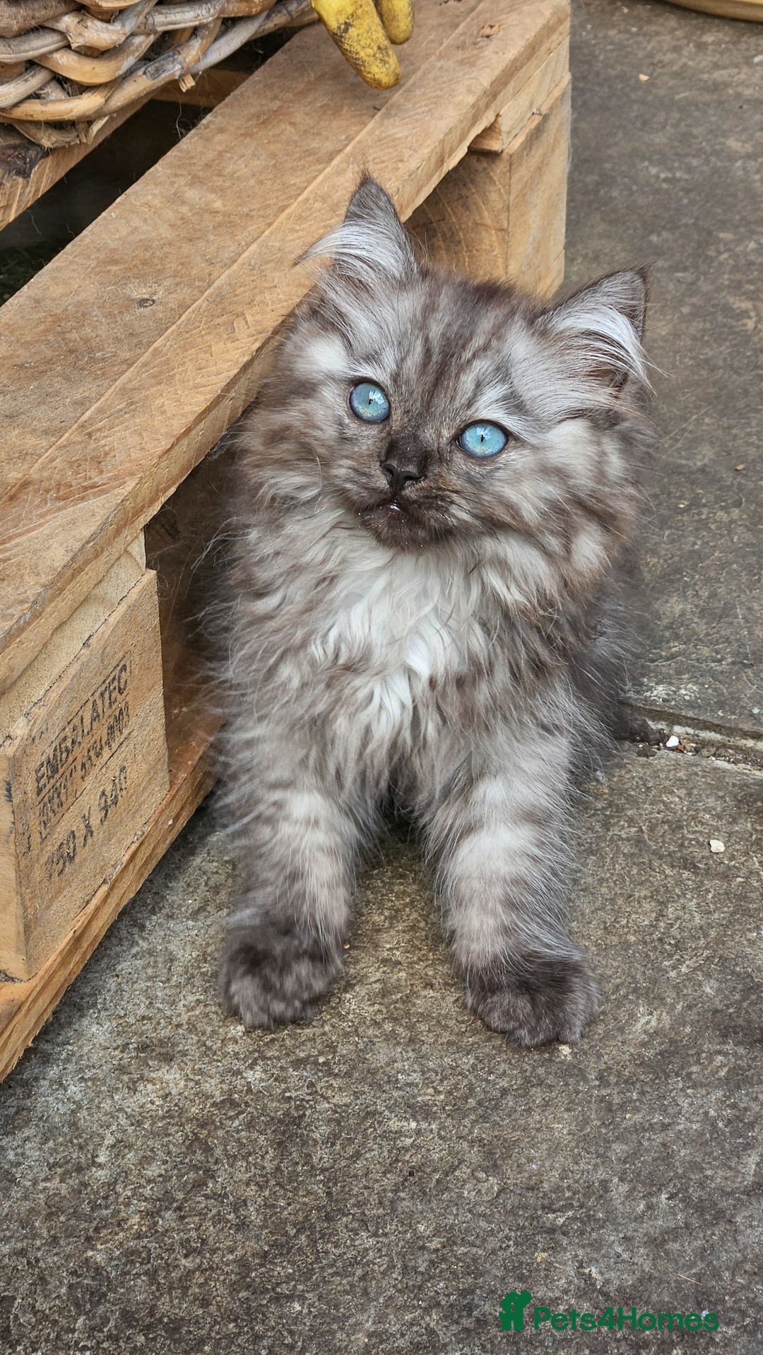 Siberian cats for sale: Gorgeous Playful Kittens - Ready for a new home! - Image 15
