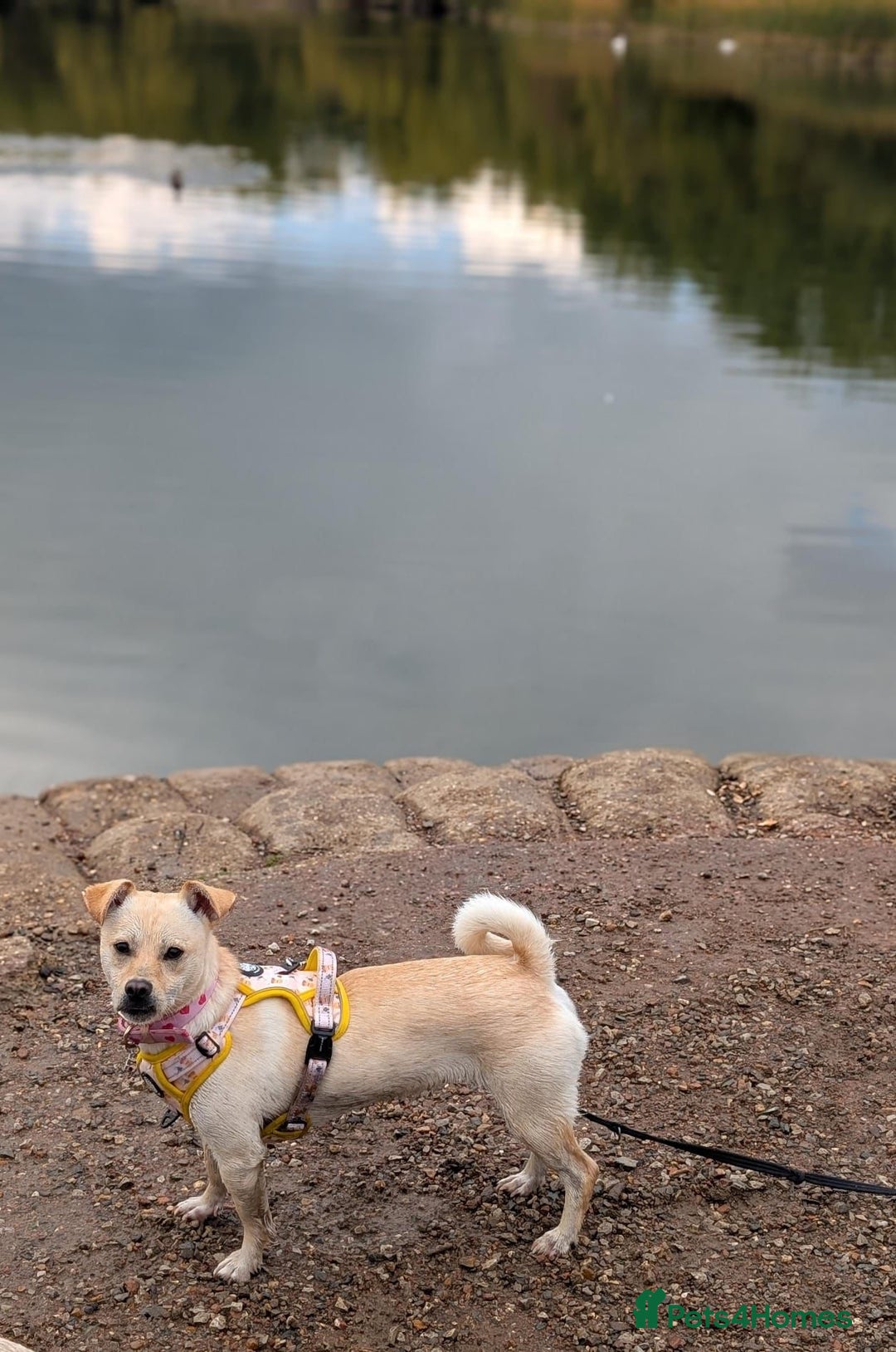 Mixed Breed dogs for adoption: Gwenie  - Advert 8