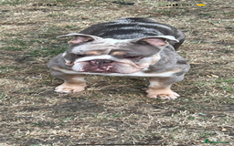 English Bulldog dogs for sale: Beautiful Lilac Tri English Bulldogs - Image 9