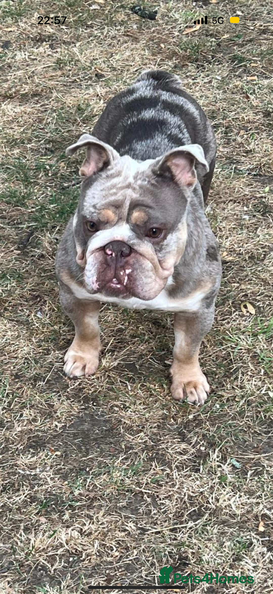 English Bulldog dogs for sale: Beautiful Lilac Tri English Bulldogs - Image 9