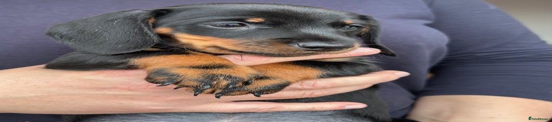 Miniature Dachshund Puppy 2