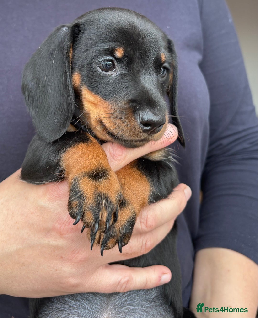 Miniature Dachshund dogs for sale: Miniature dachshund puppies - Image 3