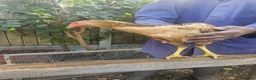 Chickens poultry for sale:  Beautiful Asil & Shmo breed in London - Advert 5