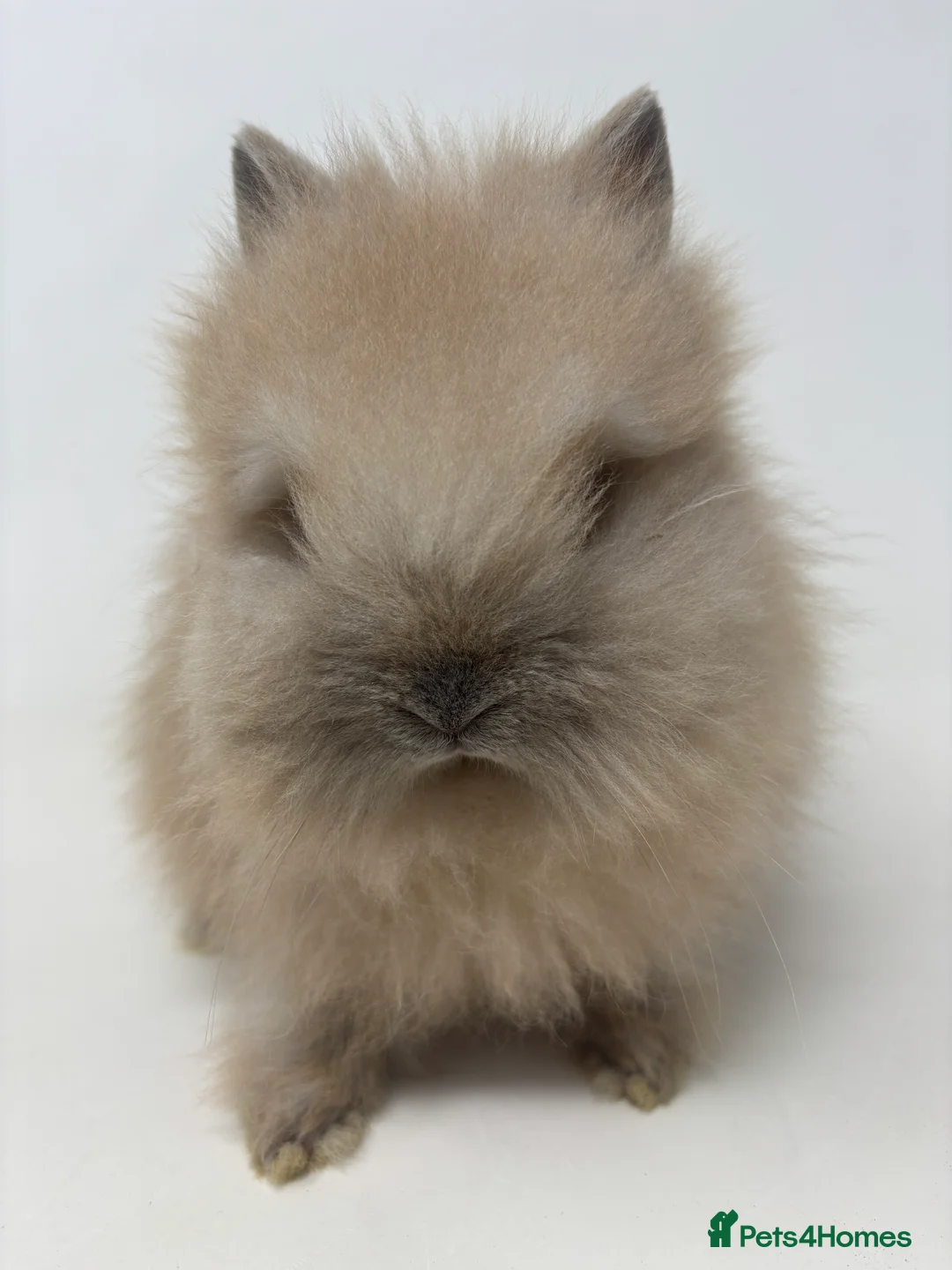 Lionhead rabbits for sale: BEAUTIFUL FRIENDLY BABY LIONHEAD BUNNIES  - Advert 28
