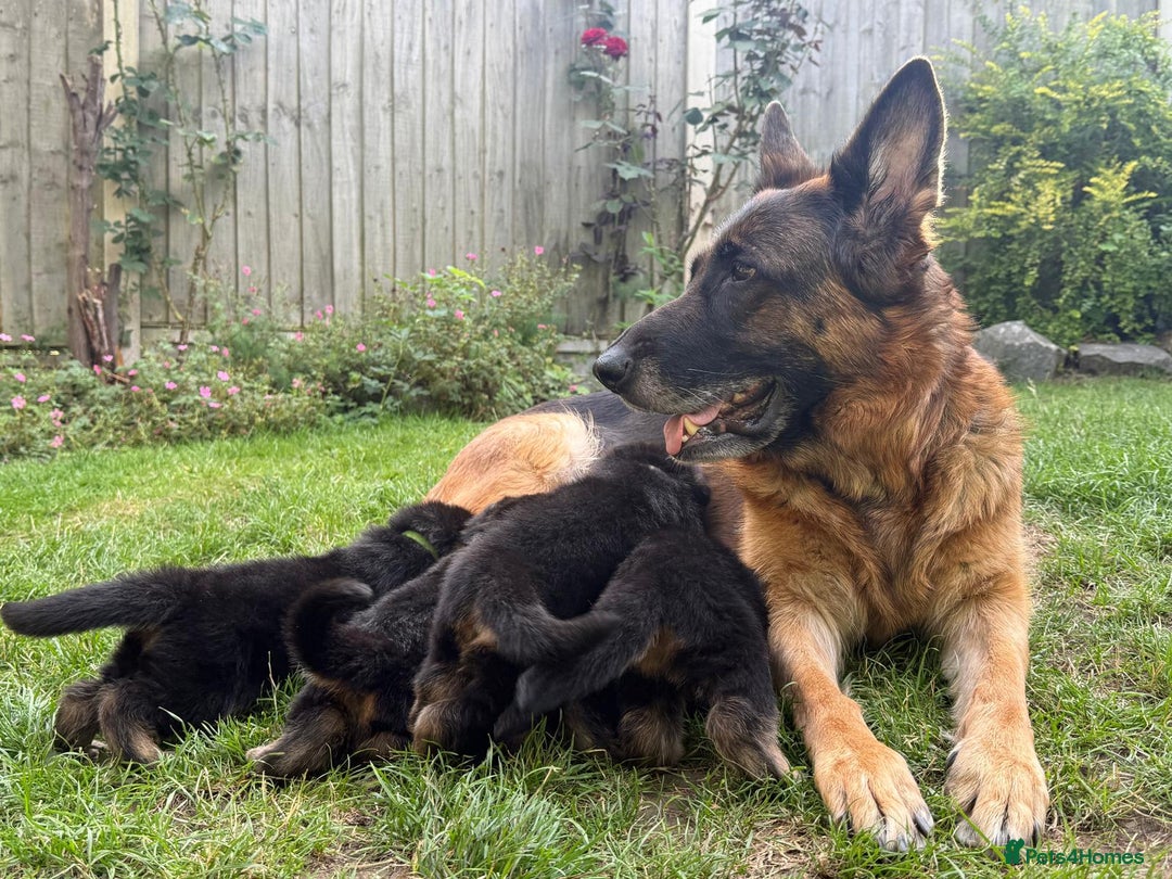 German Shepherd dogs for sale: German shepherd puppies for sale - Image 7