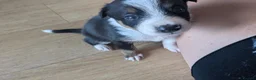 Mixed Breed dogs for sale: Last little pup of litter - Advert 3