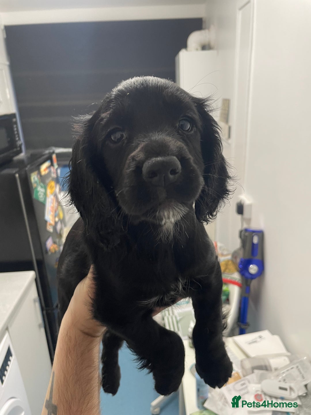 Cocker Spaniel dogs for sale: KC registered cocker spaniel puppies for sale  - Advert 9