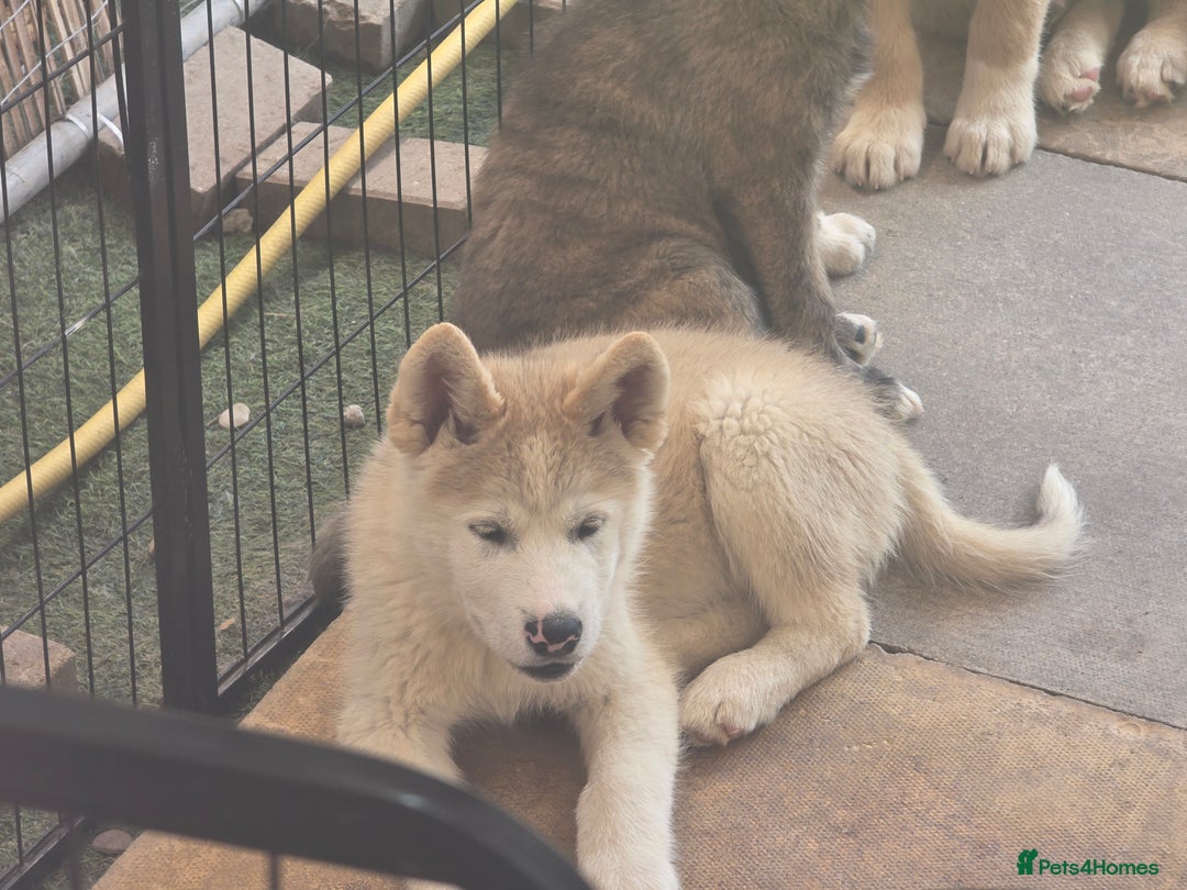 Mixed Breed dogs for sale: Beautiful Malamute x akita puppies  - Image 1