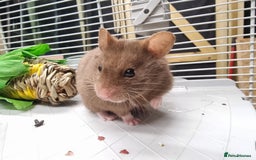 Hamster rodents for sale: Sweet young hamster with large cage&full set up - Image 1